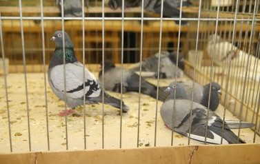 IMG_6996