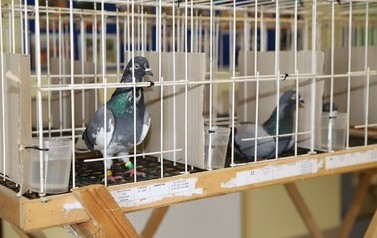 IMG_6975