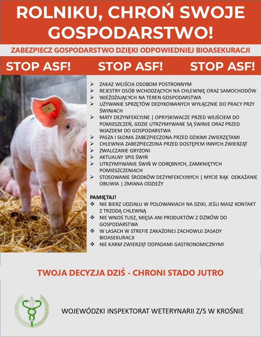 Kr&oacute;tki tekst alternatywny (Alt text)Plakat informacyjny Wojew&oacute;dzkiego Inspektoratu Weterynarii z/s w&nbsp;Krośnie dotyczący bioasekuracji i&nbsp;profilaktyki ASF. Na plakacie widnieje zdjęcie małej świni oraz&nbsp;lista zasad i&nbsp;zaleceń dla rolnik&oacute;w chroniących gospodarstwa przed wirusem.Pełny opis tekstu i&nbsp;zawartości (Rozszerzony opis dostępnościowy)Nagł&oacute;wek gł&oacute;wny (na czerwonym tle):ROLNIKU, CHROŃ SWOJE GOSPODARSTWO!   ZABEZPIECZ GOSPODARSTWO DZIĘKI ODPOWIEDNIEJ BIOASEKURACJI   STOP ASF! STOP ASF! STOP ASF!   Element graficzny: Po lewej stronie znajduje się zdjęcie jasnor&oacute;żowej, prosięcej świni stojącej na&nbsp;słomie w&nbsp;chlewni.   Gł&oacute;wna lista zasad (po prawej stronie):Zakaz wejścia osobom postronnym   Rejestry os&oacute;b wchodzących na&nbsp;chlewnię oraz&nbsp;samochod&oacute;w wjeżdżających na&nbsp;teren gospodarstwa   Używanie sprzęt&oacute;w dedykowanych wyłącznie do pracy przy świniach   Maty dezynfekcyjne | Opryskiwacze przed wejściem do pomieszczeń, gdzie utrzymywane są świnie oraz&nbsp;przed wjazdem do gospodarstwa   Pasza i&nbsp;słoma zabezpieczona przed dzikimi zwierzętami   Chlewnia zabezpieczona przed dostępem innych zwierząt   Zwalczanie gryzoni   Aktualny spis świń   Utrzymywanie świń w&nbsp;odrębnych, zamkniętych pomieszczeniach   Stosowanie środk&oacute;w dezynfekcyjnych | Mycie rąk, odkażanie obuwia | Zmiana odzieży   Sekcja &bdquo;PAMIĘTAJ!&rdquo;:Nie bierz udziału w&nbsp;polowaniach na&nbsp;dziki, jeśli masz kontakt z&nbsp;trzodą chlewną   Nie wnoś tusz, mięsa ani&nbsp;produkt&oacute;w z&nbsp;dzik&oacute;w do gospodarstwa   W lasach w&nbsp;strefie zakażonej zachowuj zasady bioasekuracji   Nie karm zwierząt odpadami gastronomicznymi   Hasło końcowe: TWOJA DECYZJA DZIŚ - CHRONI STADO JUTRO   Stopka: Logo Inspekcji Weterynaryjnej oraz&nbsp;napis: WOJEW&Oacute;DZKI INSPEKTORAT WETERYNARII Z/S W KROŚNIE