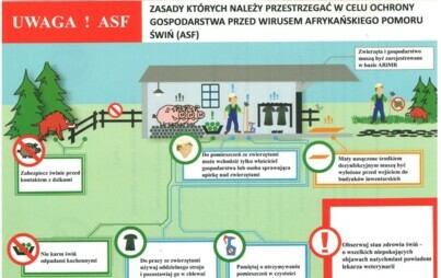 Zdjęcie do Nowe ogniska afrykańskiego pomoru świń