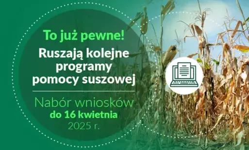 Grafika przedstawia ogłoszenie o uruchomieniu programów pomocy suszowej, kierowanych do rolników. Oto szczegółowy opis grafiki:  Tło: Zdjęcie pola kukurydzy, które jest częściowo uschnięte, co podkreśla problem suszy. Tekst: „To już pewne!” - wyrażenie po