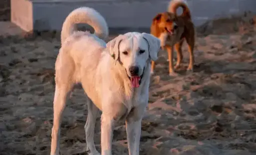 obraz dekoracyjny - przedstawia dwa psy