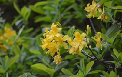 Zdjęcie do  Mobilny punkt informacyjny przy rezerwacie