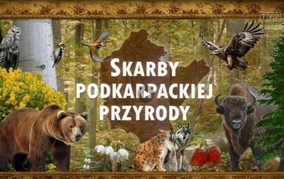 Zdjęcie do Azalia pontyjska w Skarbach Podkarpackiej Przyrody