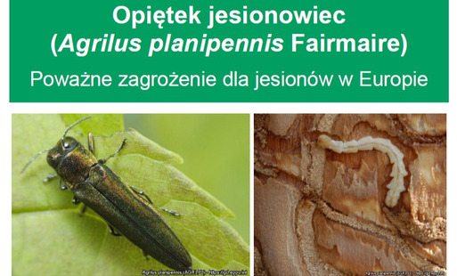 grafika przedstawia opiętka jesionowca żerującego na liściu jesionowca