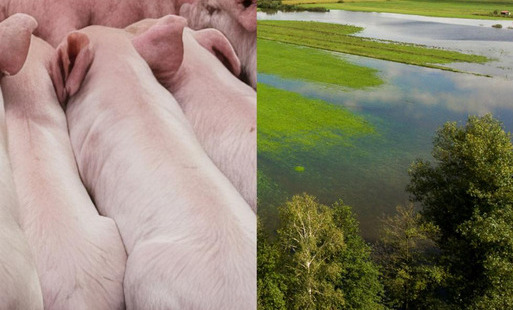 zdjęcie poglądowe przedstawia stado loch i zalane wodą pole uprawne