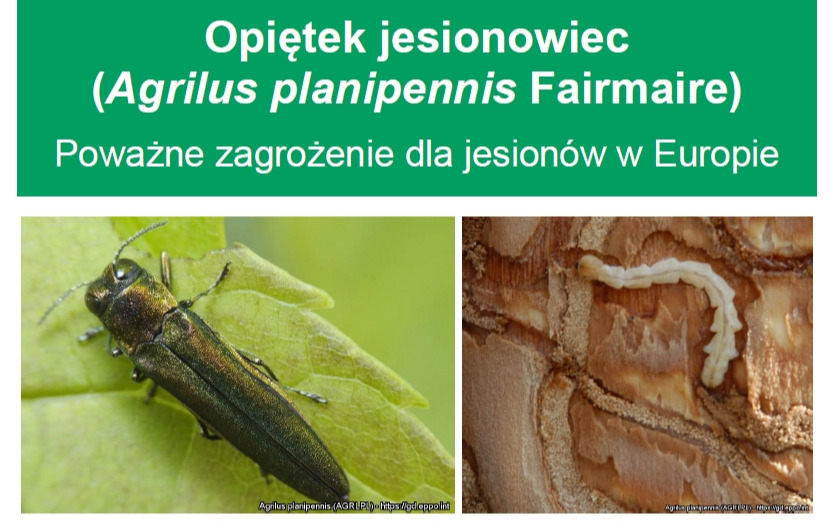 Komunikat ws. wykrycia opiętka jesionowca
